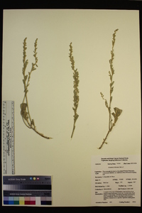 Artemisia tridentata image